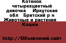 Котенок четырехцветный девочка. - Иркутская обл., Братский р-н Животные и растения » Кошки   